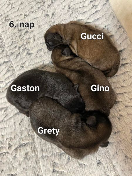 Ma egy éve született meg a „G” alom