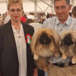 Read more about the article Boszka De Luxe Hamlet és Miss Gucci a Békéscsabai CACIB-on